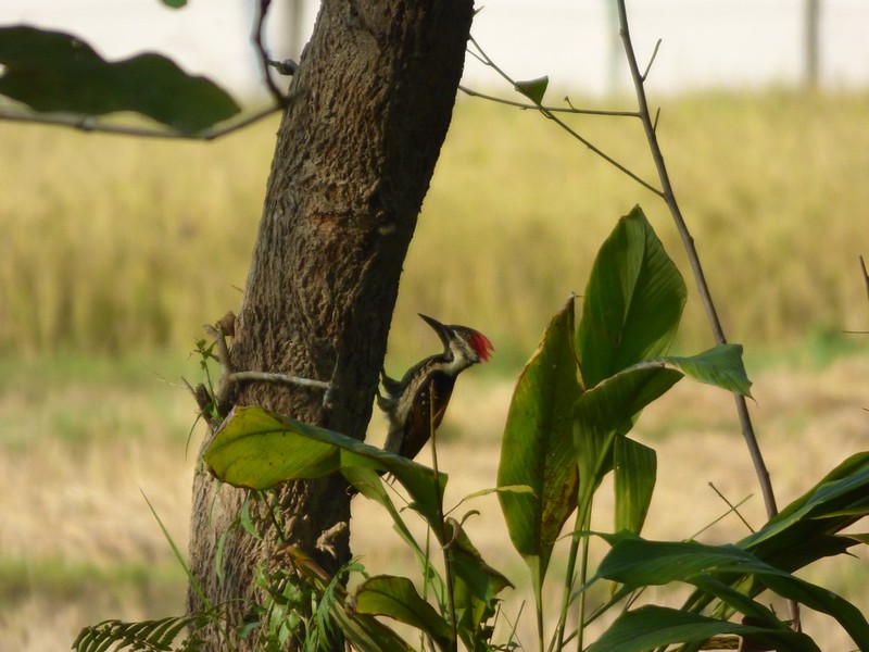 Bardiya Jungle Safari image